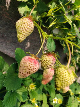 幼苗與園林苗木 農(nóng)林牧漁的生態(tài)之美與攝影素材應用