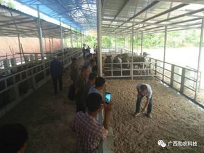 生態(tài)養(yǎng)牛技術(shù) 廣西助農(nóng)公司專業(yè)服務，助您科學養(yǎng)殖成功