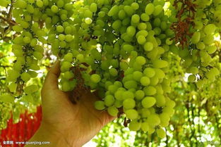 農(nóng)林牧漁行業(yè)2018年度策略報告 品種換代利好大型種企，生豬養(yǎng)殖有望繼續(xù)盈利