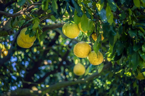 農(nóng)林漁牧素材 高品質(zhì)瓜果種植與綠化植物租賃圖片下載指南