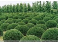 苗木品種大全與昆明綠色植物租賃 云南迦楠園林綠化的專業服務